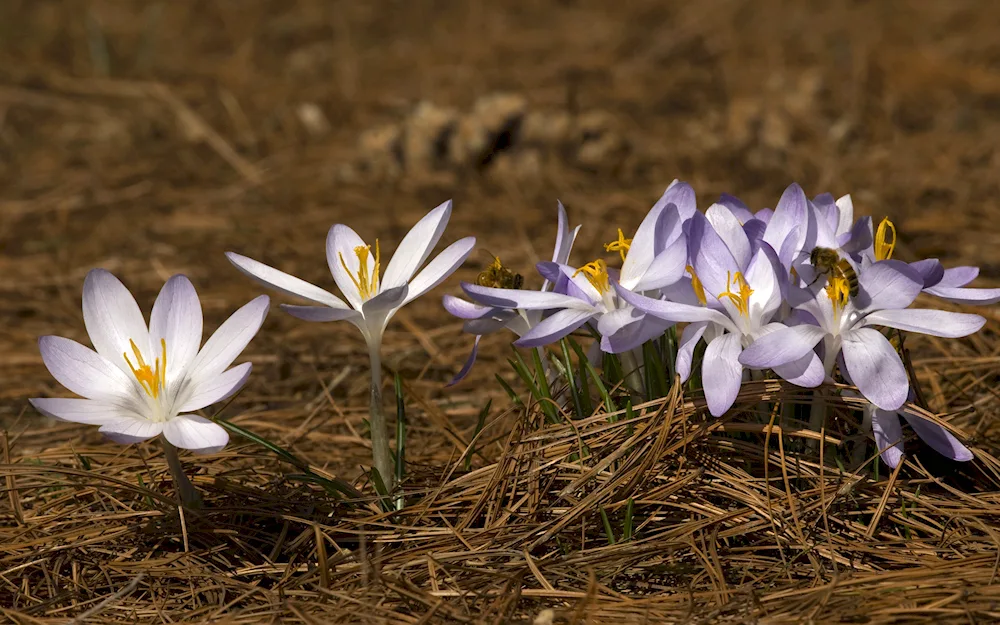 Crocus vetrenitsa