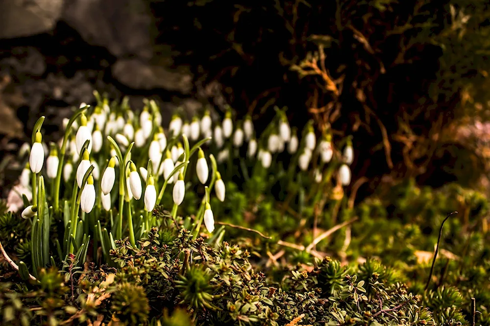 Crocus vetrenitsa SnowdropMedunitsa