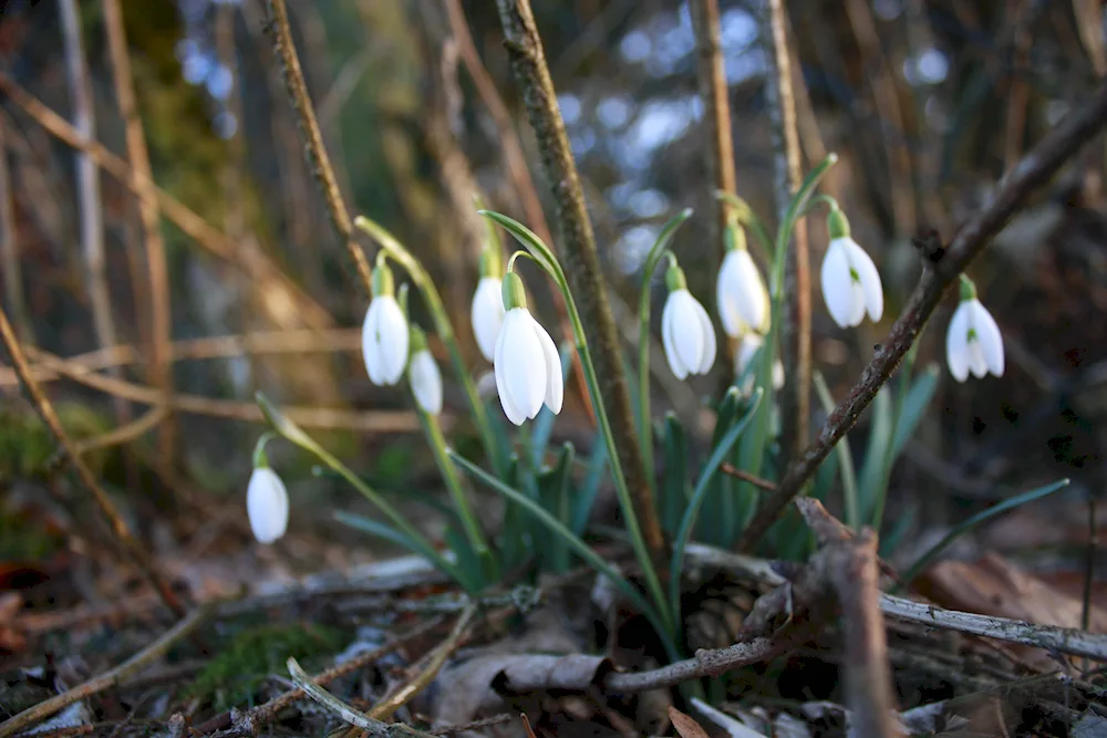 Crocus Windflower SnowdropMedunica