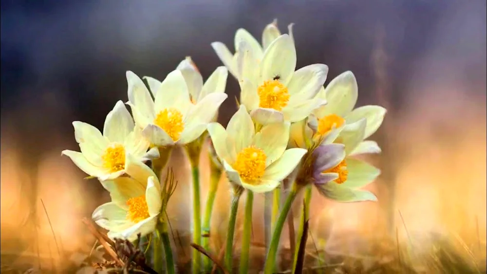 Crocus vetrenitsa Snowdrop Medunitsa