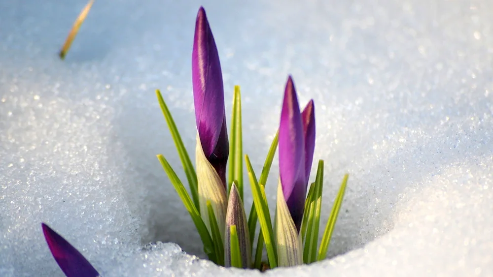 Crocuses and snowdrops