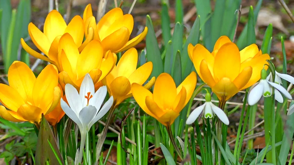 Crocuses and snowdrops