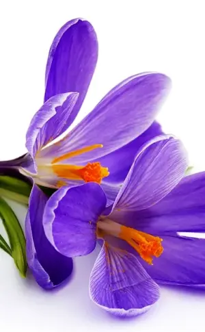 Crocuses primrose hyacinth