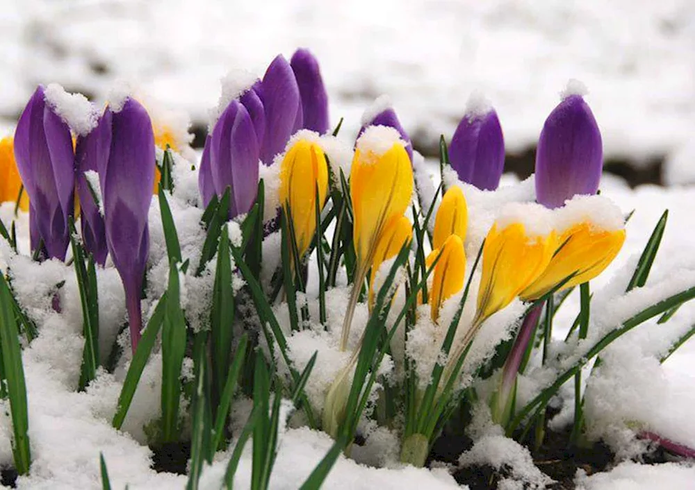 First flowers snowdrops crocus hyacinths.