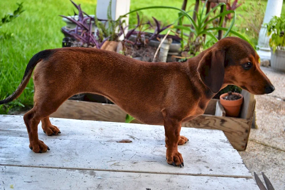 Transylvanian hound puppy