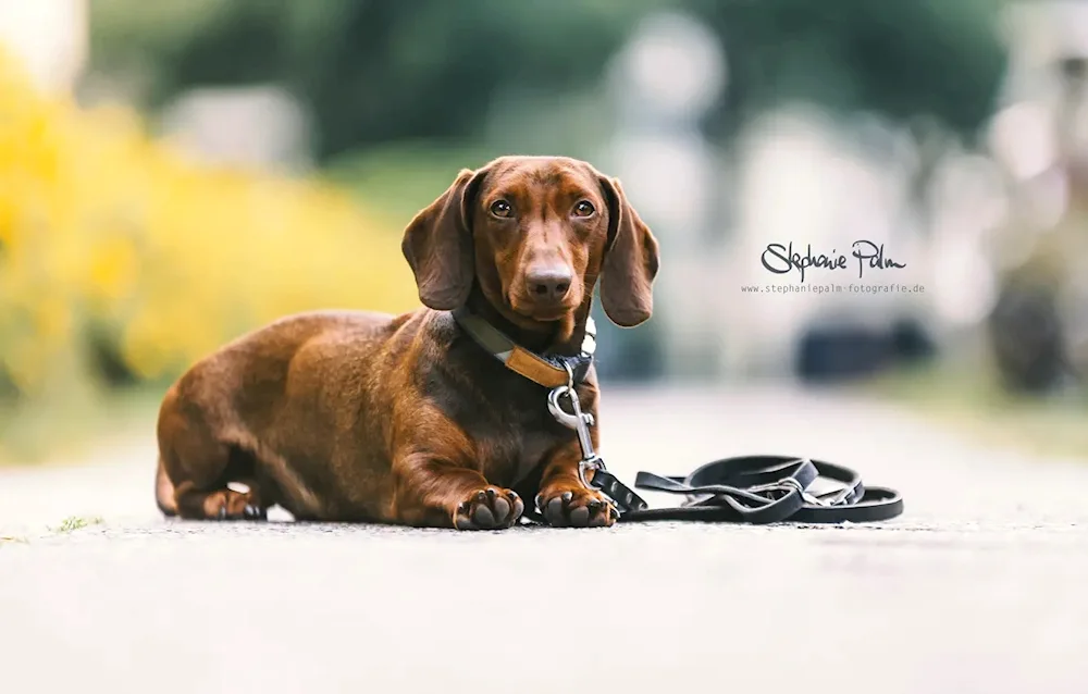 Dachshund dog