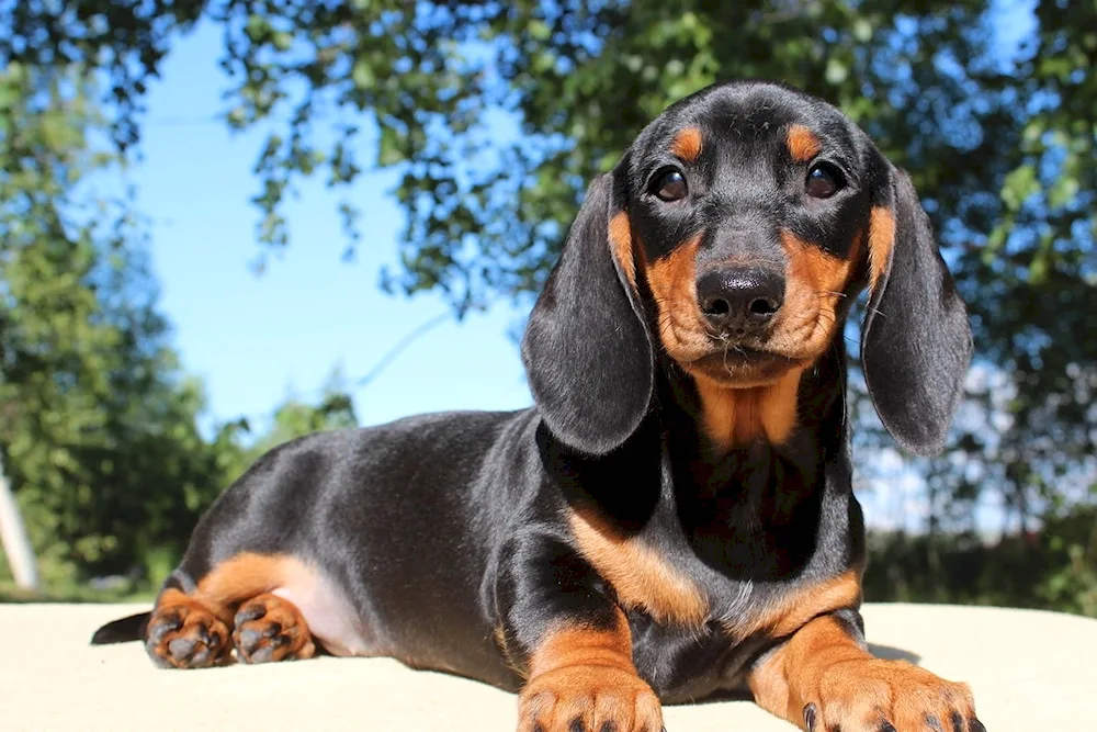 Rabbit dachshund