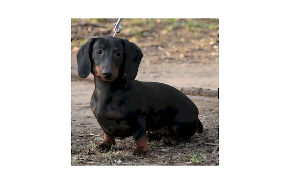 Dachshund black