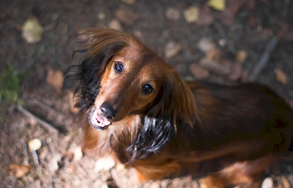 Austrian dachshund hound