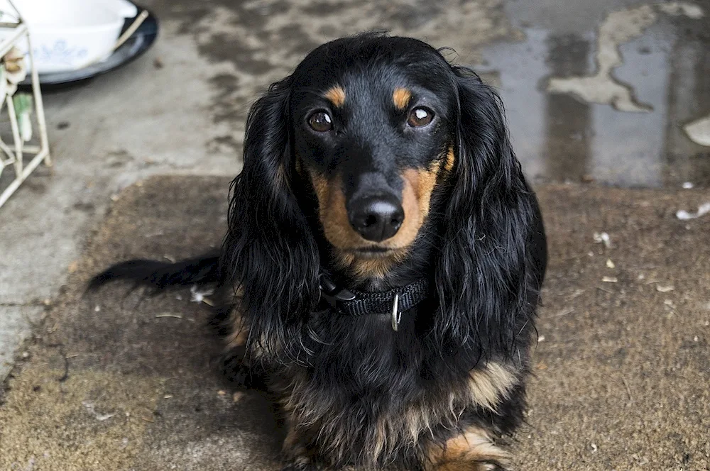 Rabbit dachshund long-haired