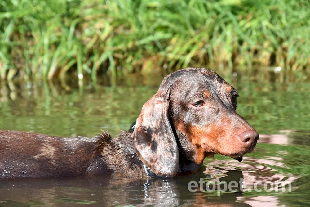 Marbled rabbit dachshund