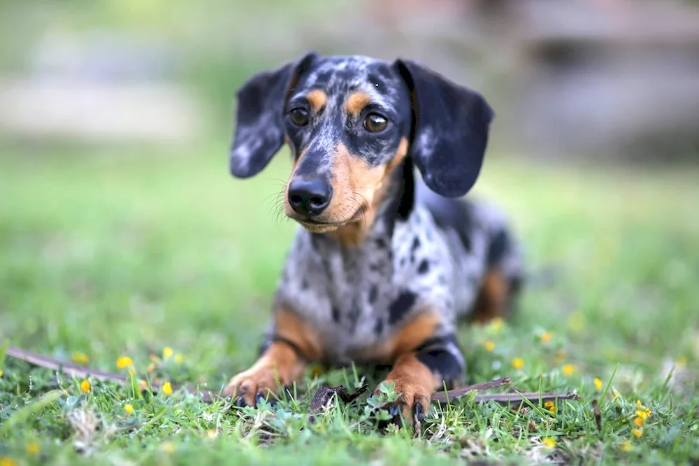 Marbled smooth-haired rabbit dachshund