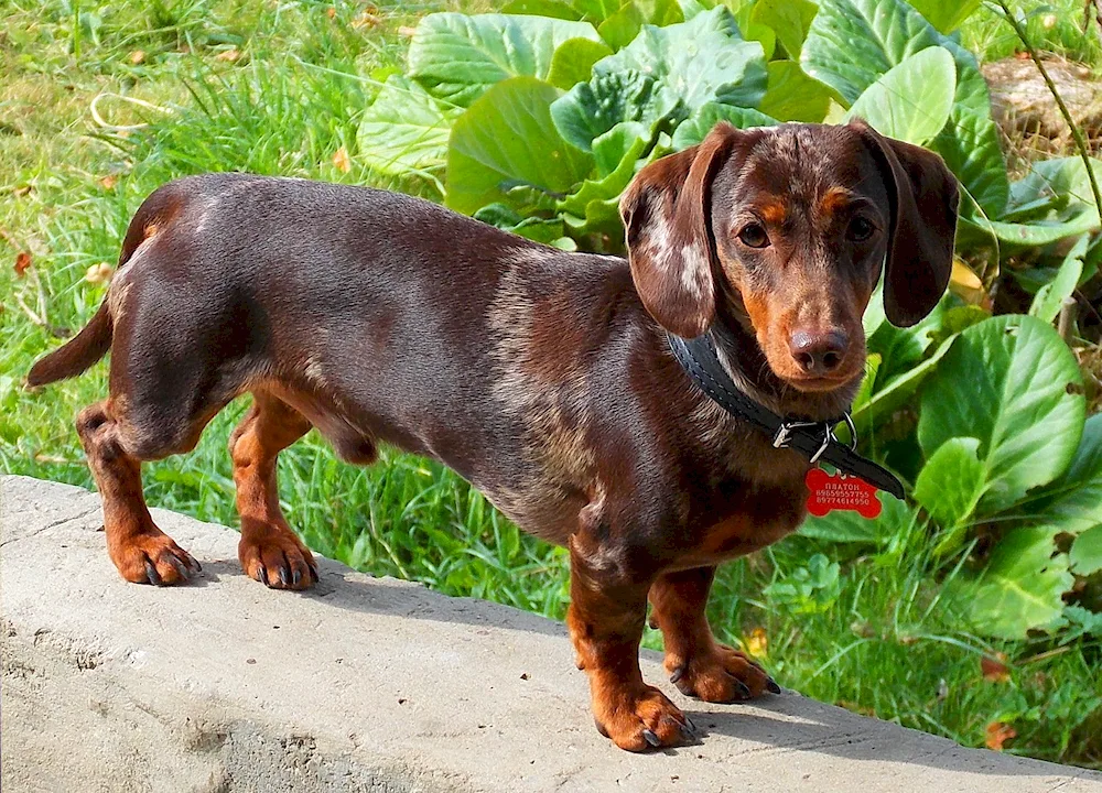 Marbled rabbit dachshund