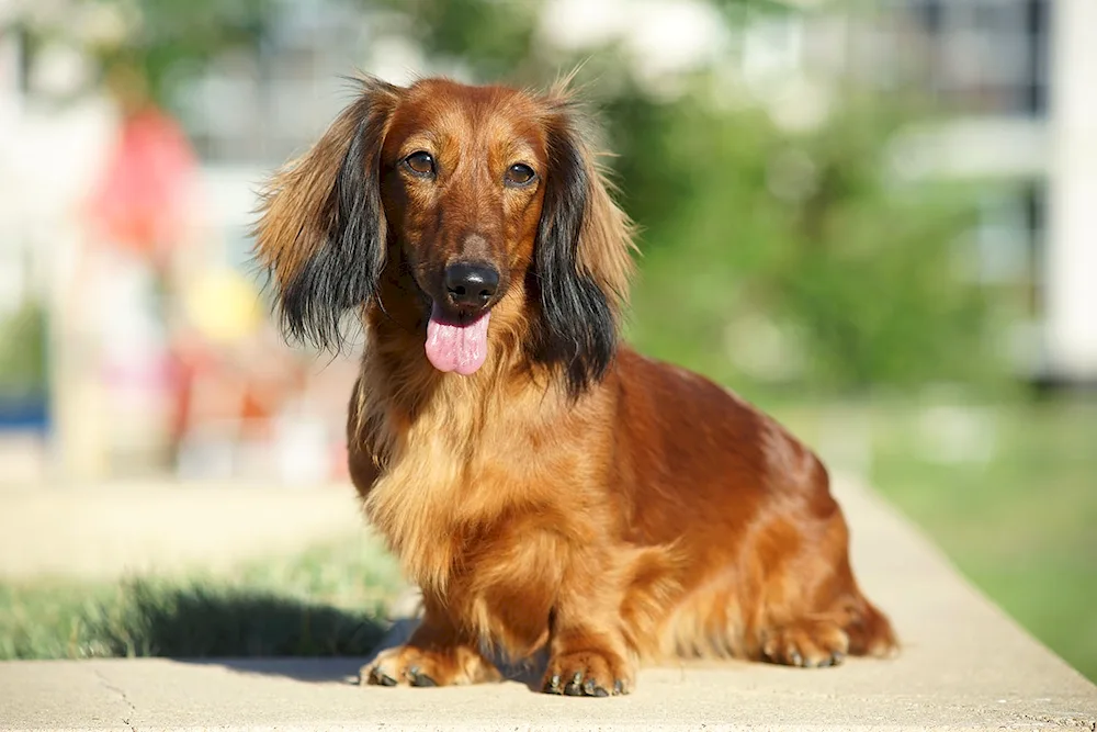 Cocker spaniel and dachshund