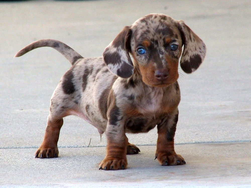 Pitbull and dachshund mix