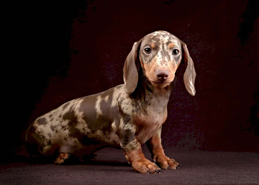 Marbled rabbit dachshund