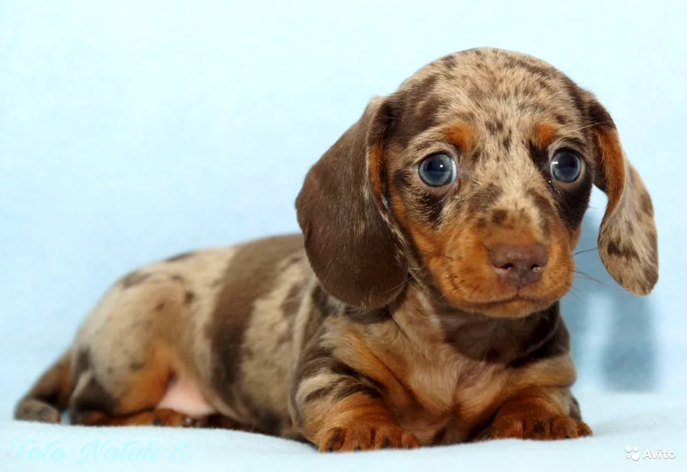 Rabbit spotted dachshund