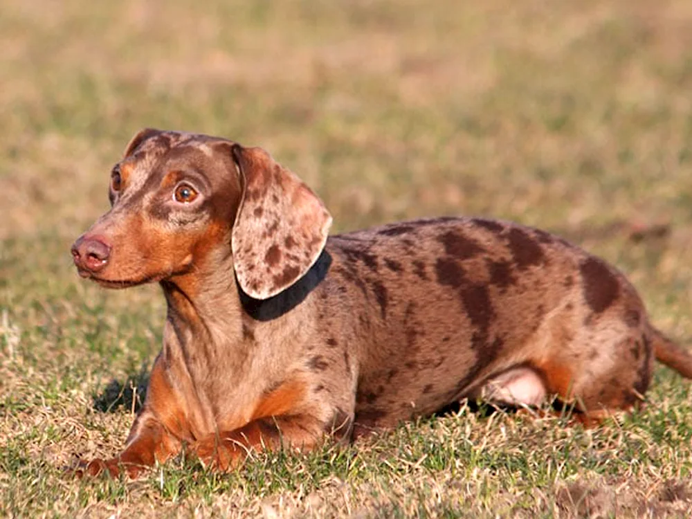 Marbled dwarf dachshund