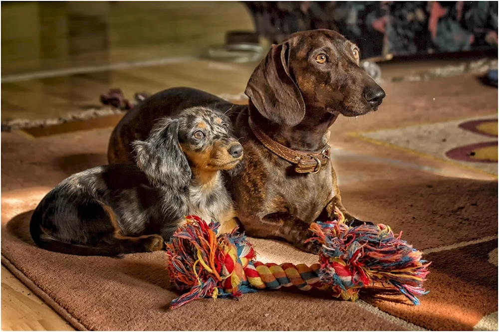 Marbled dwarf dachshund