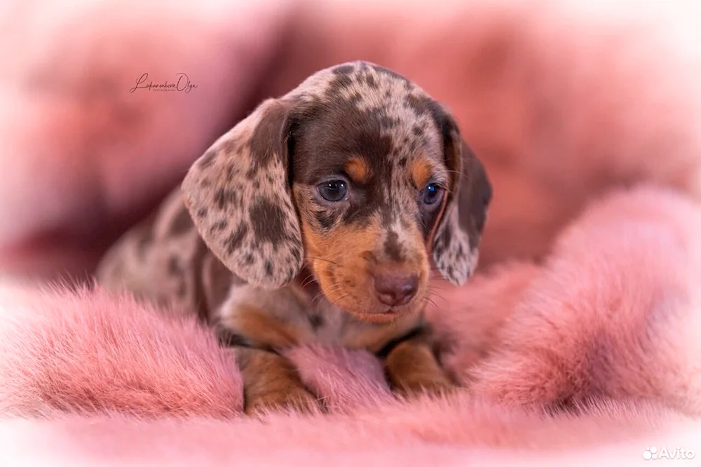 Marbled dwarf dachshund