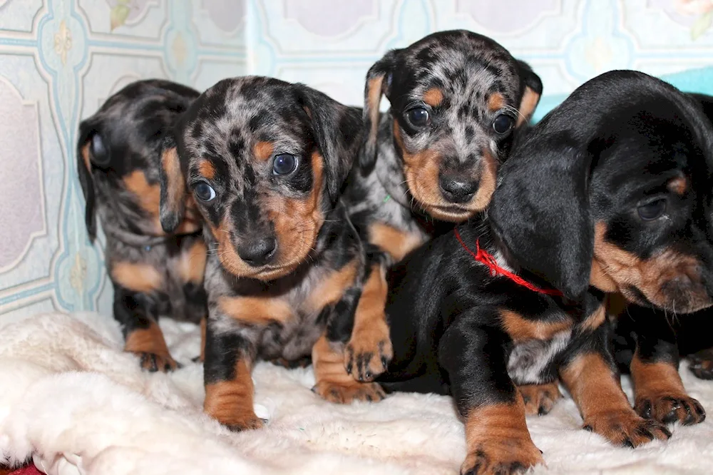 Marbled smooth-haired rabbit dachshund