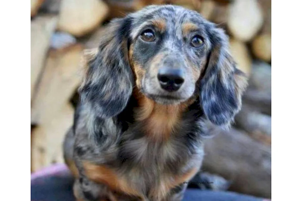 Marbled spotted dachshund