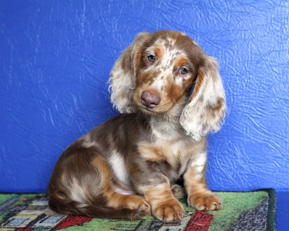 Marbled dwarf dachshund