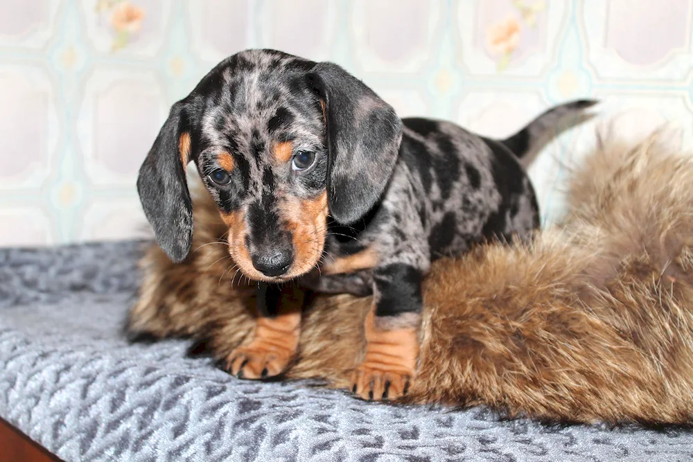 Marbled rabbit dachshund