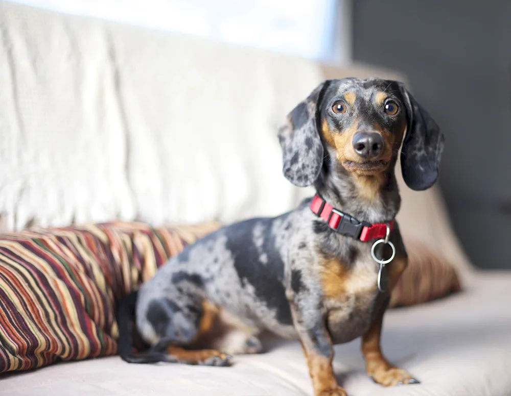 Marbled rabbit dachshund