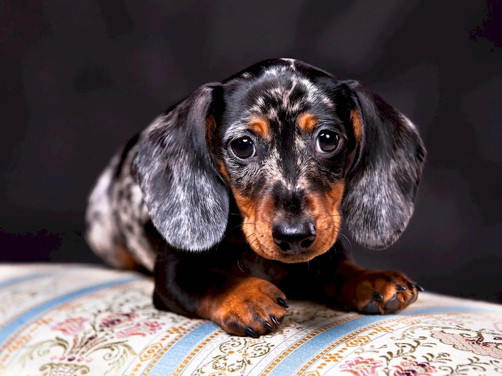 Marbled spotted rabbit dachshund