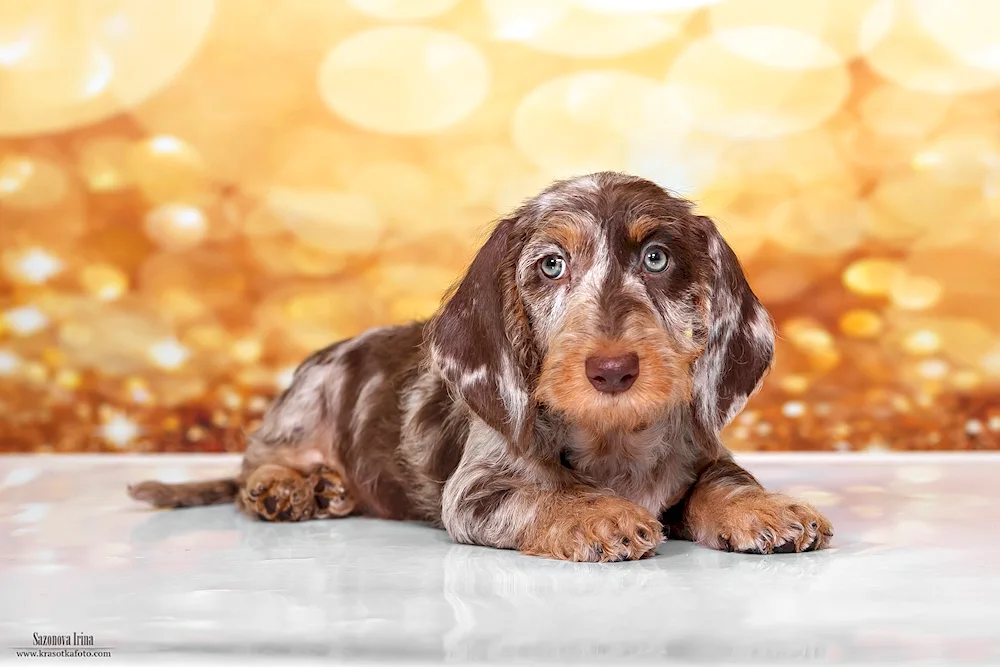 Marbled dachshund dachshund