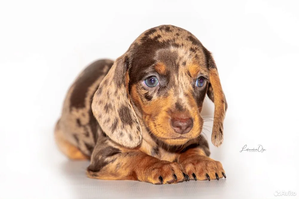 Rabbit dachshund