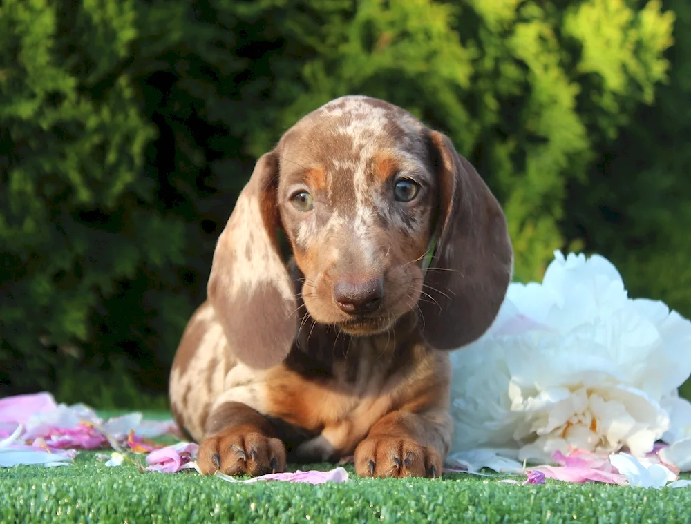 Marbled dwarf dachshund