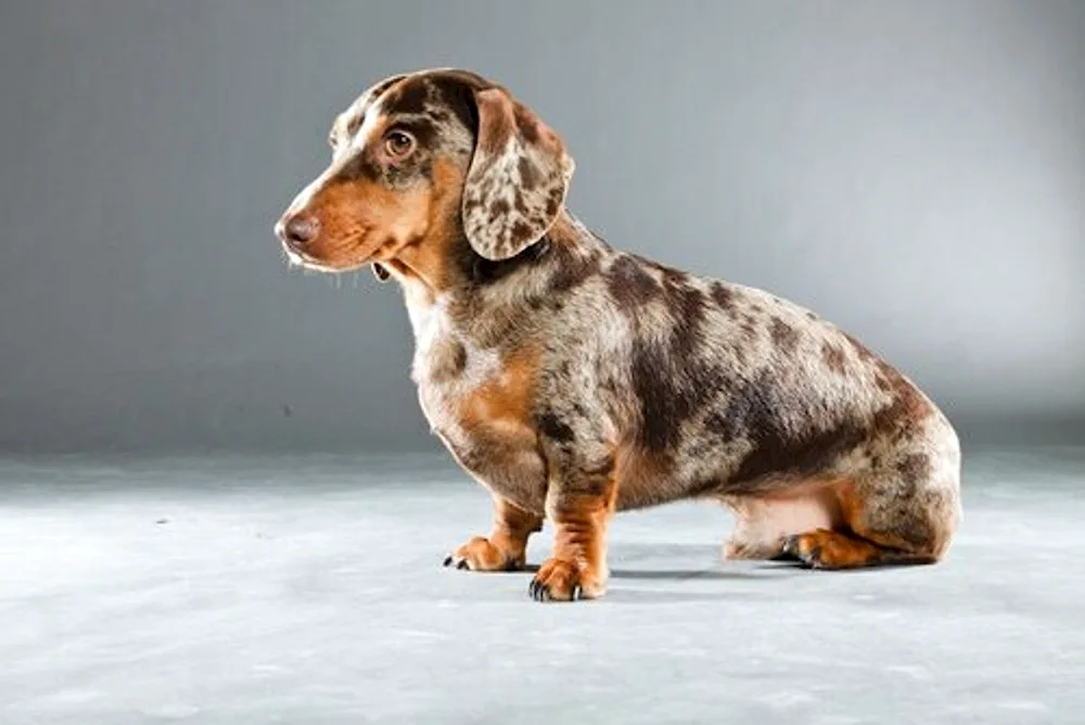 Marbled dachshund dwarf dachshund