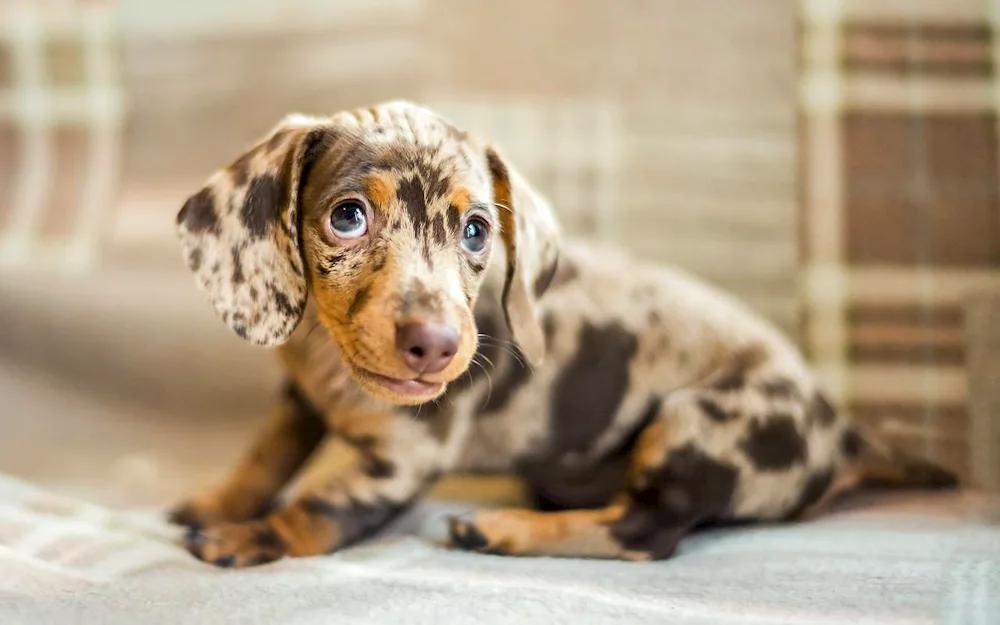 Marbled dwarf dachshund