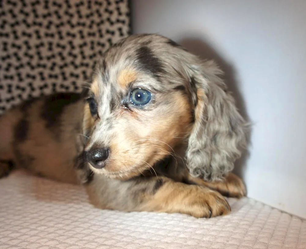 Rabbit hard-haired dachshund