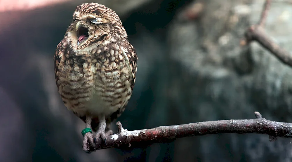 Sleeping sparrow