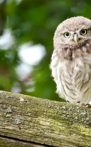 Rabbit Owl chick