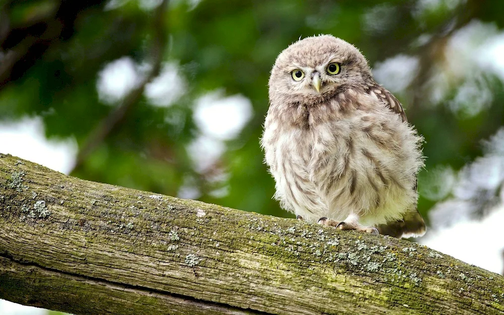 Rabbit Owl chick