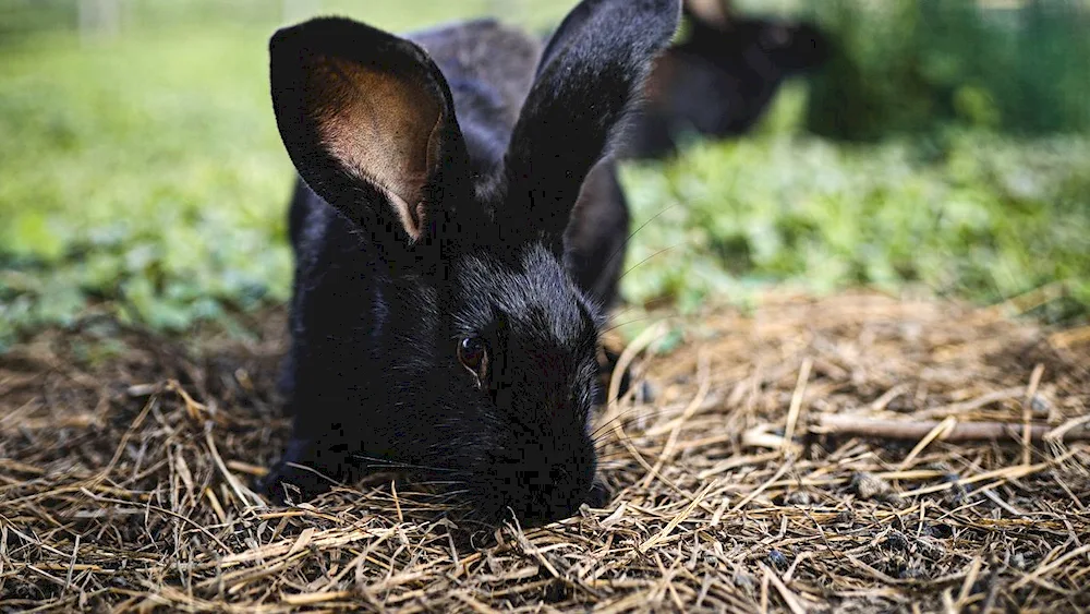 Bunny rabbit
