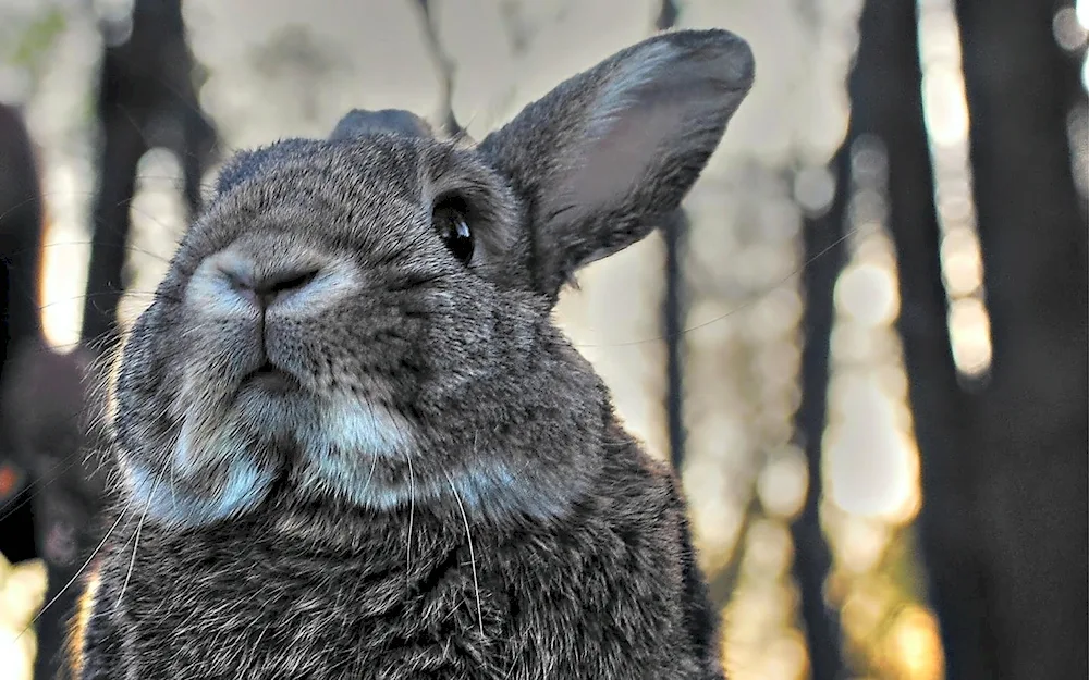 Black rabbit