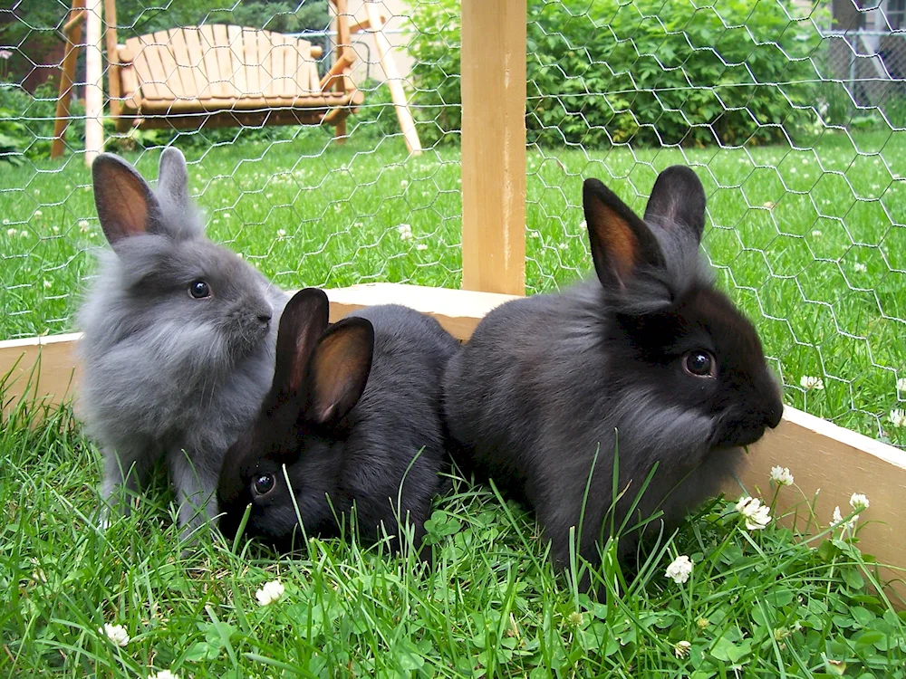 Lionhead rabbit