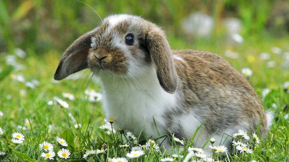 Beautiful rabbit