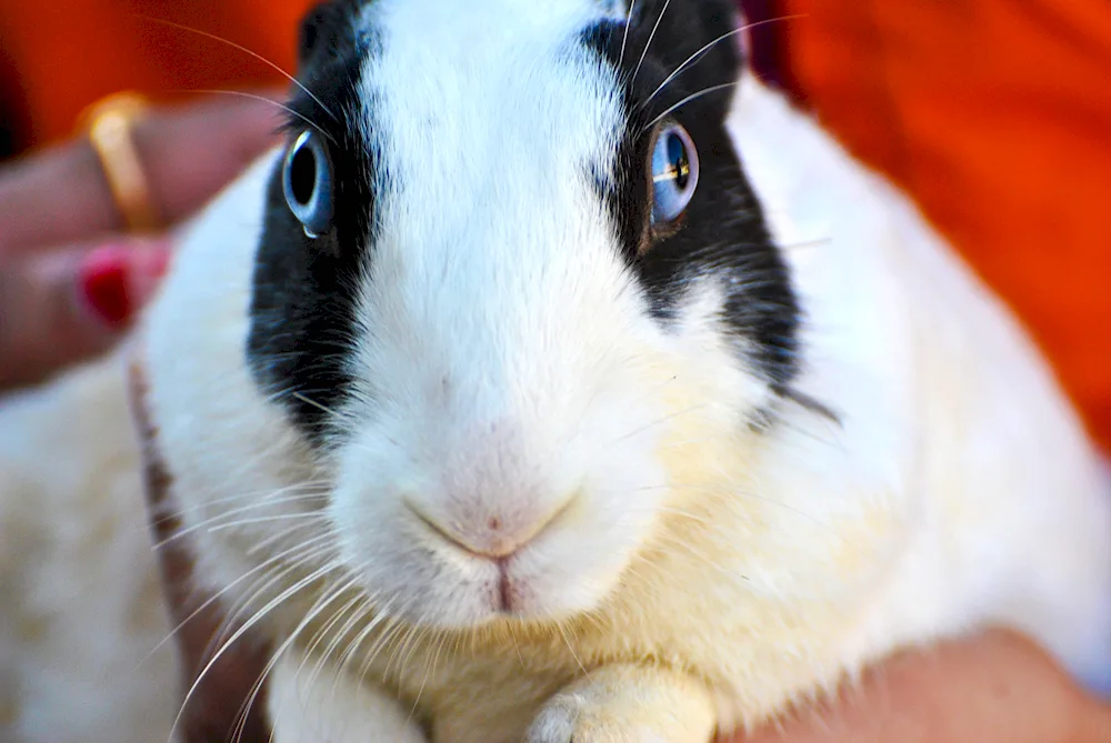 Rabbit Albino with red eyes