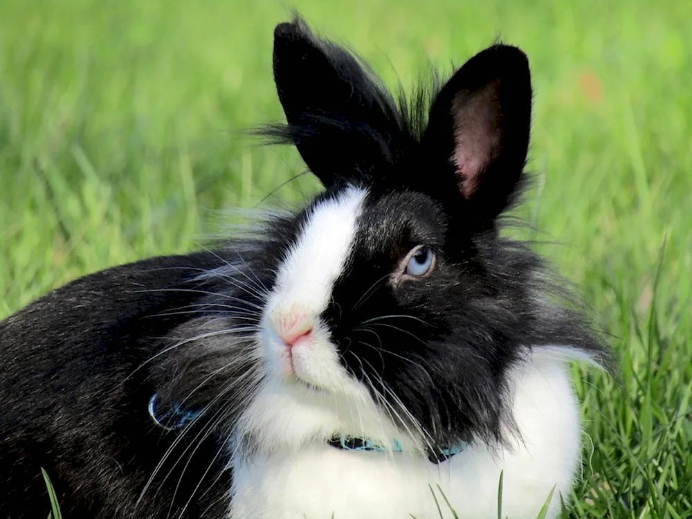 Carly lop-eared rabbit