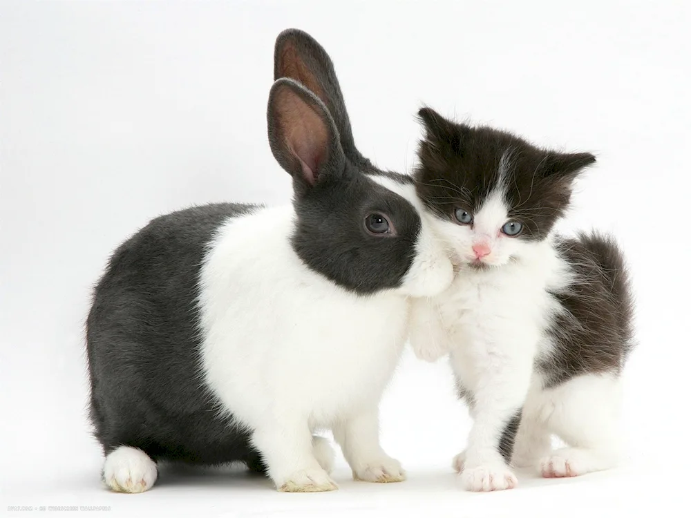 Cat and rabbit