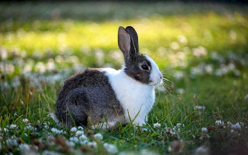 Beautiful rabbit