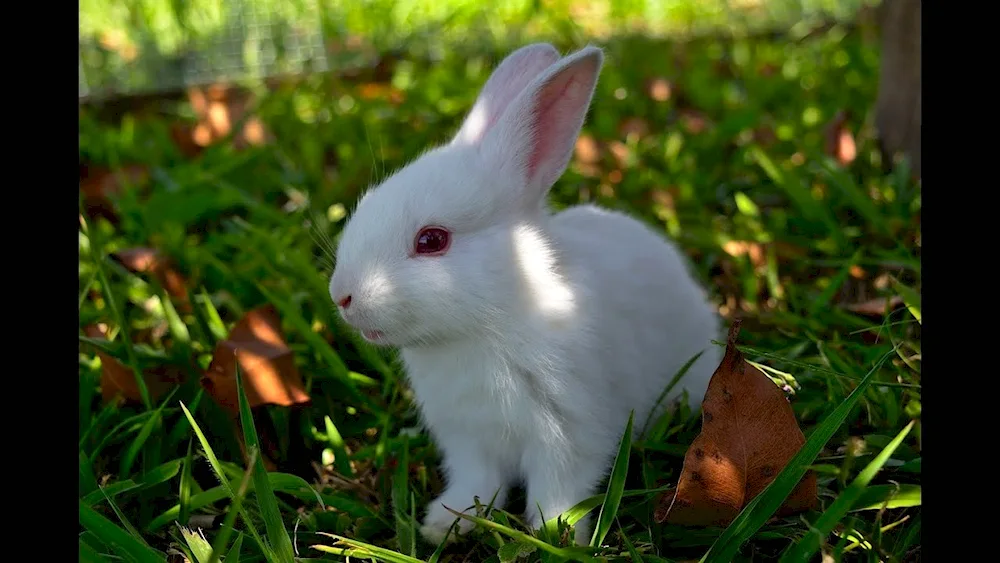 Rabbit photo