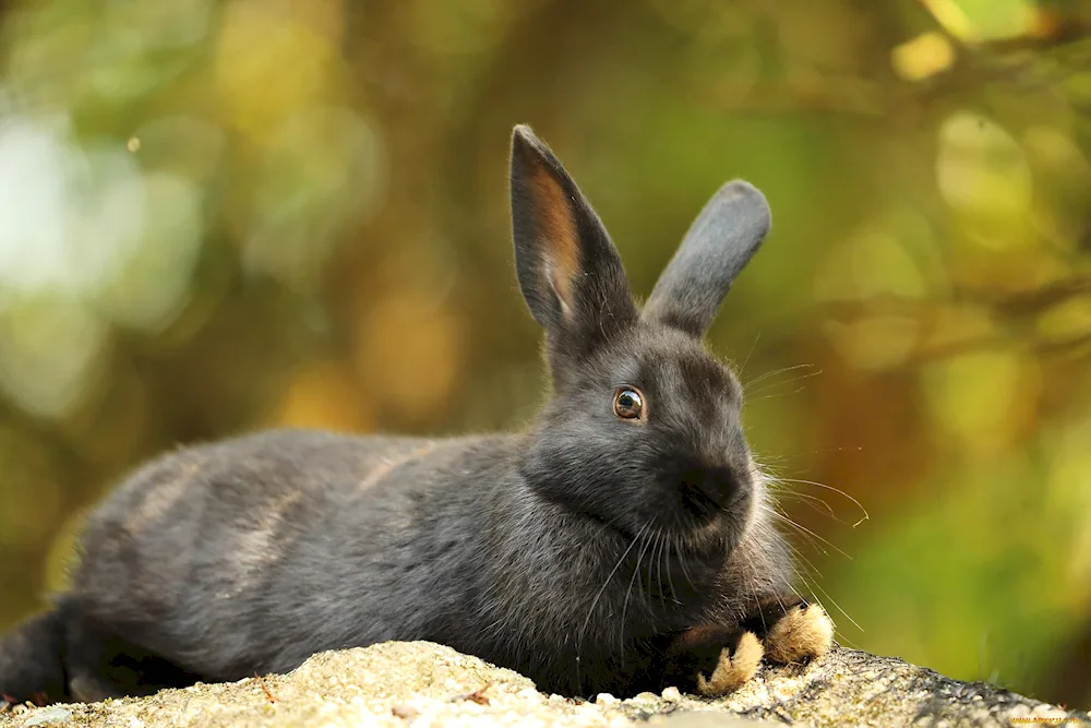 Alaska rabbit