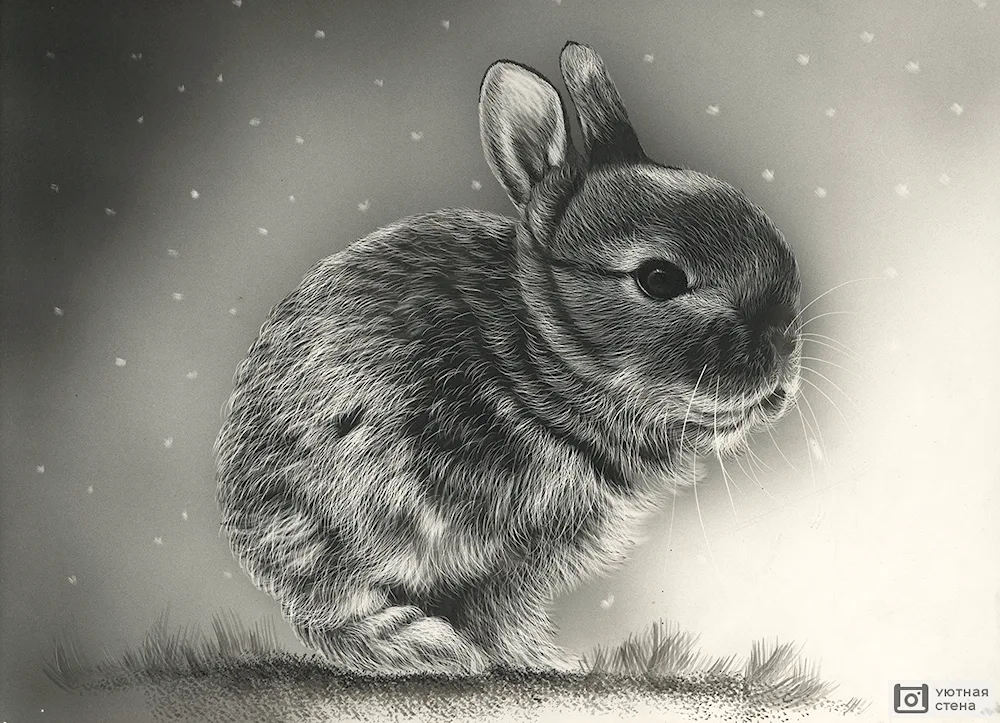 Bunny art